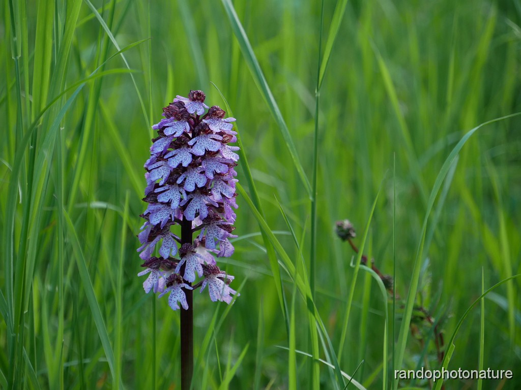 46_Orchis pourpre.JPG - Orchis pourpre